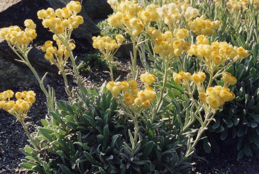 Helichrysum orientale photo